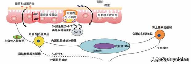 治疗拉肚子蒙脱石散与哪些药合用,肚子咕噜咕噜响还拉肚子吃什么药