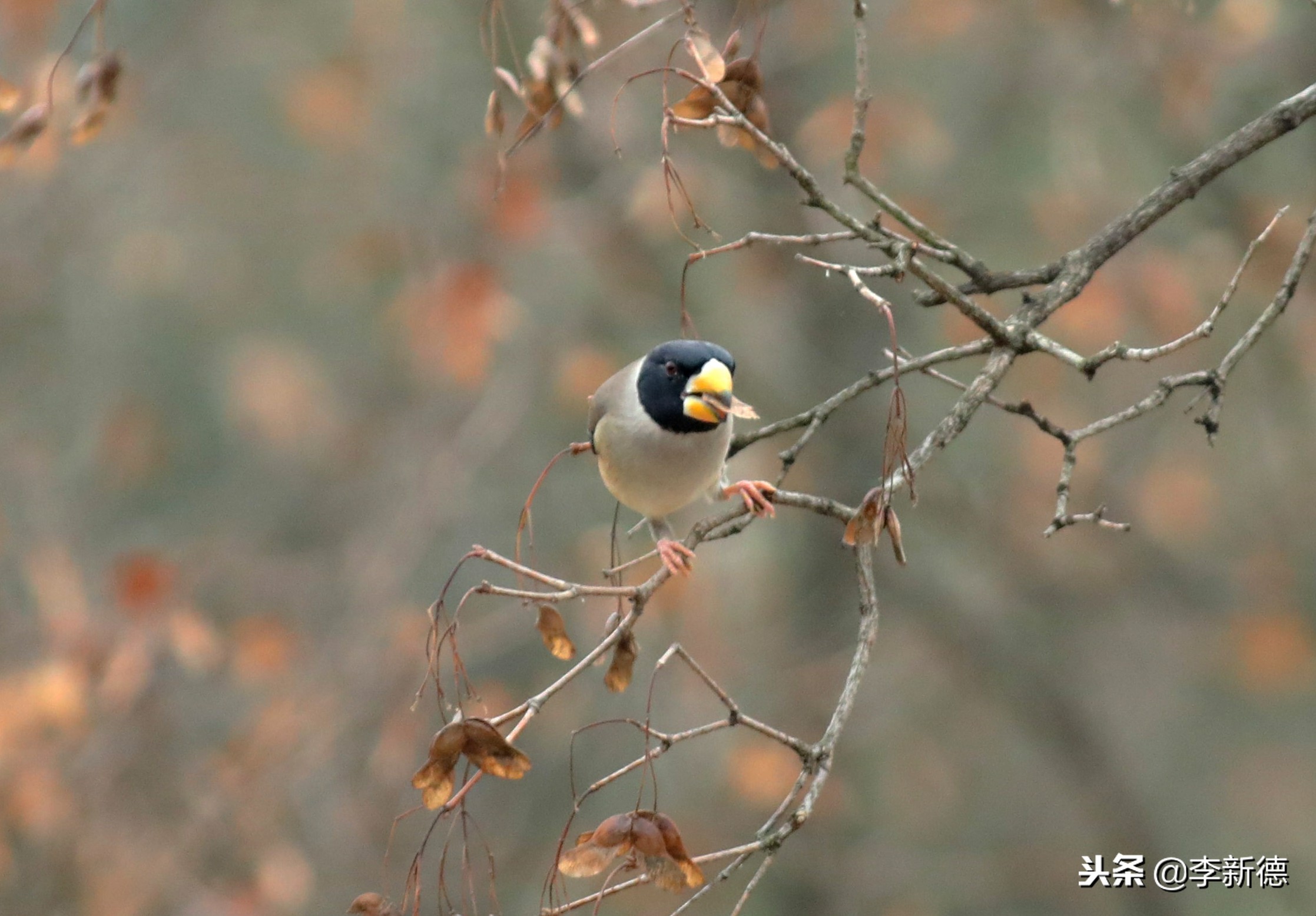 安徽铜嘴鸟,合肥拍鸟视频大全