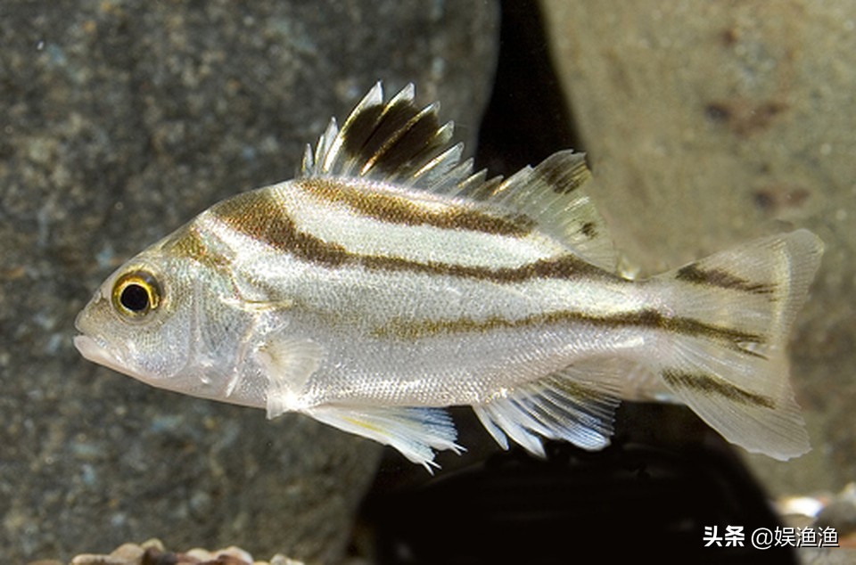 钓鱼的最佳时间段是什么,冬天钓鱼的最佳时间是几点到几点