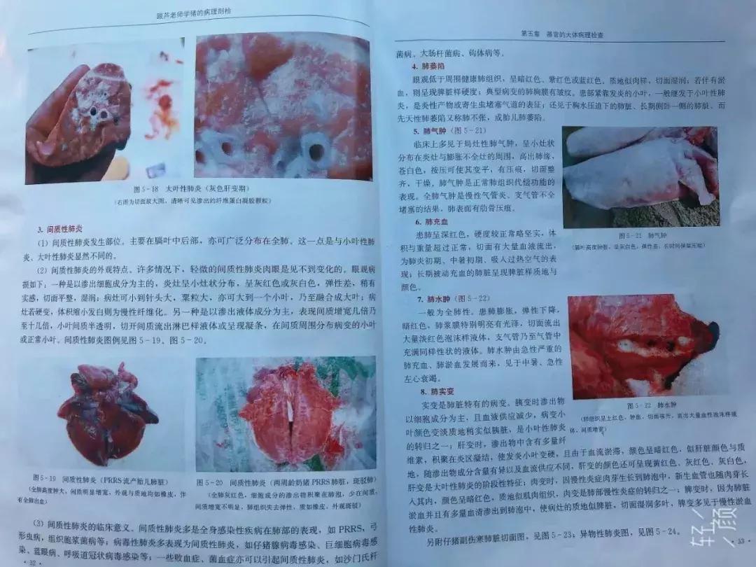 猪肺炎怎么治疗效果最好,猪肺炎该怎么治