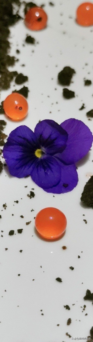 扬州哪家店夜里2点排队吃早茶,扬州哪个早茶店排队少