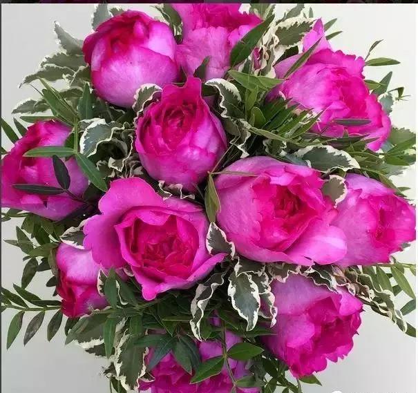 玫瑰有几种品种图片及名称,玫瑰品种分类名称及图片介绍