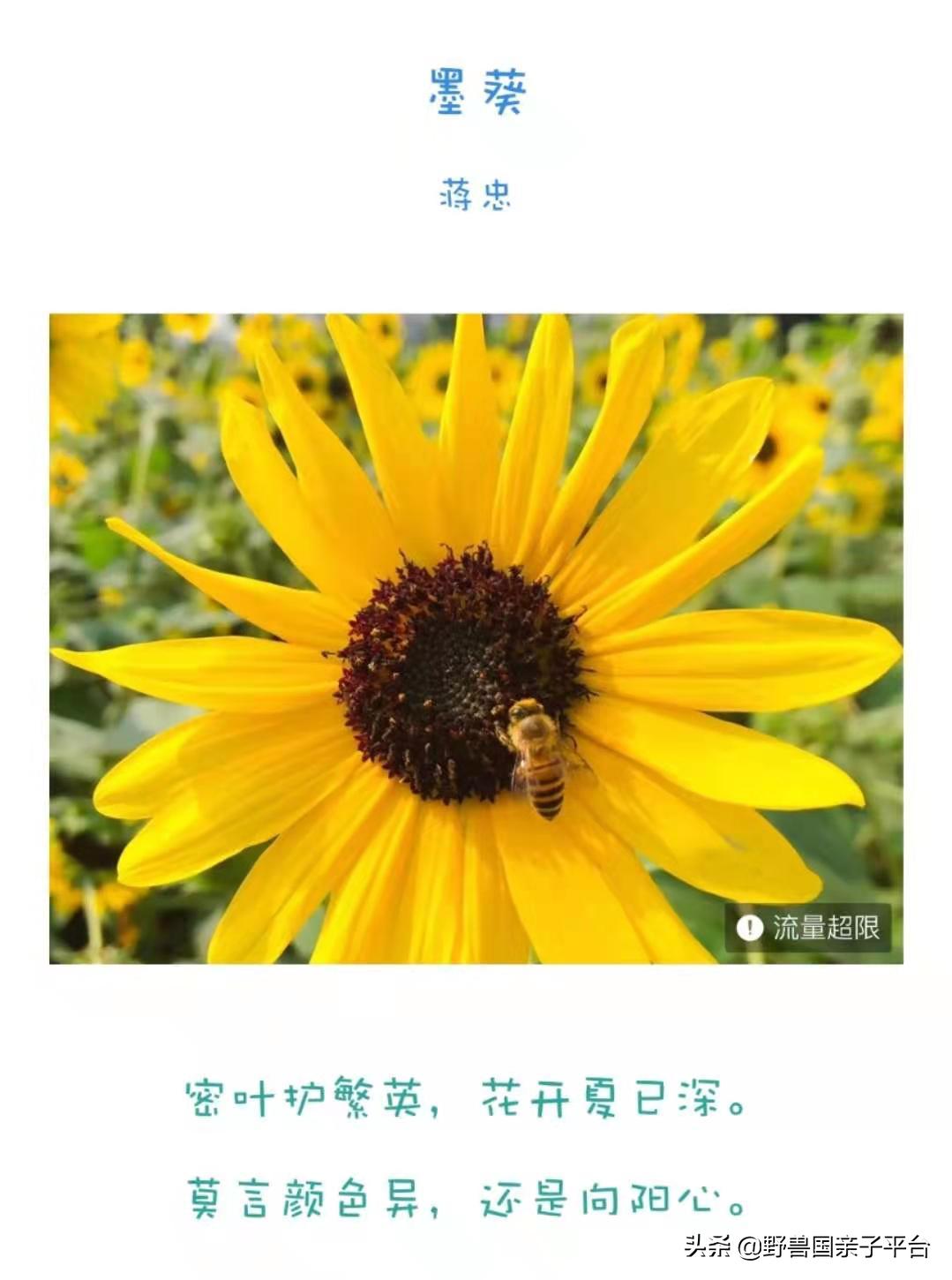 春天的花真的很美丽让人向往,春天的花也太美了