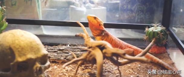 鬃狮蜥饲养超级指南成长记录,养一只鬃狮蜥需要准备什么