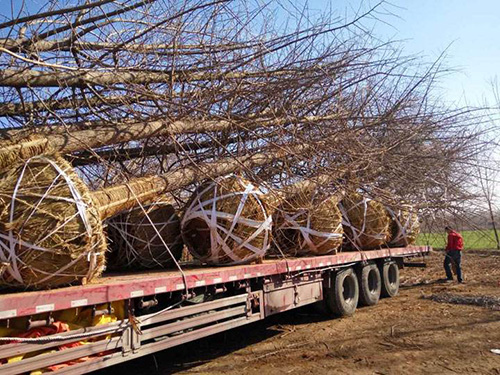 目前银杏树价格是多少,最近银杏树价格