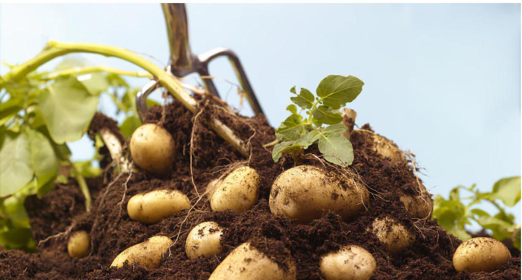 农村大姐卖炸土豆,农村大姐红薯一亩8000斤