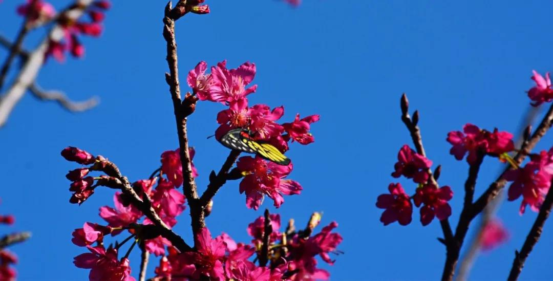 大运绿道跑步路线,大运公园绿道