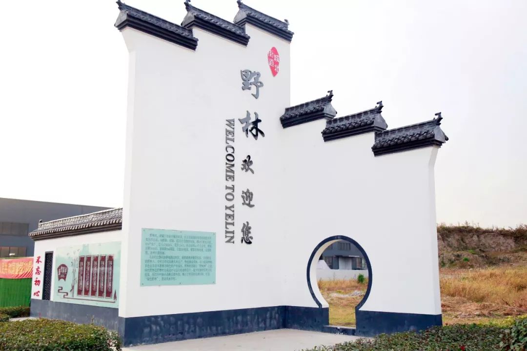 如皋城北街道野林村芦笋现状,芦笋产业乡村振兴