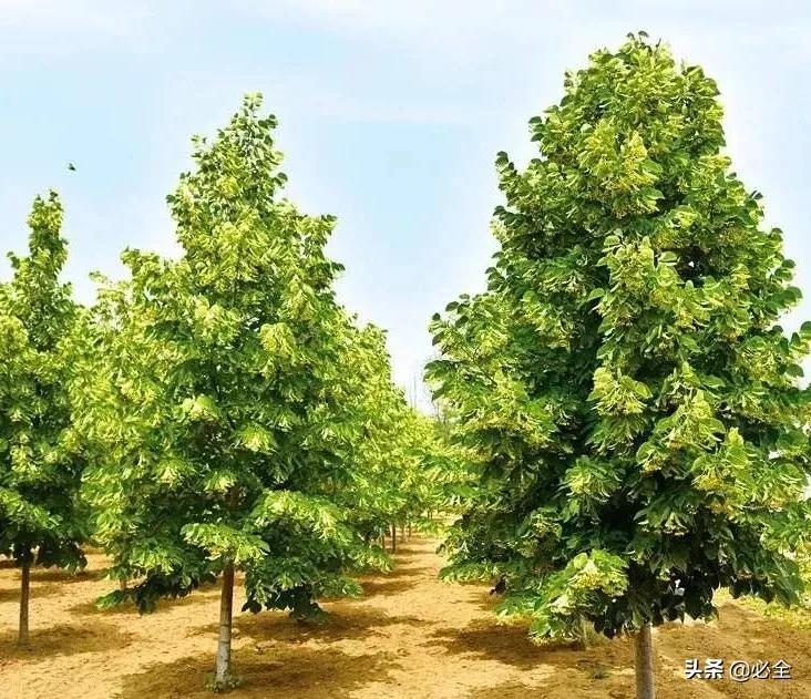 培育“原冠苗”还是“截干苗”，该如何选择？