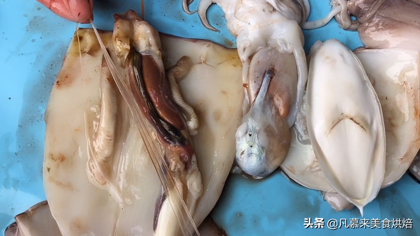 海兔墨鱼和八爪鱼哪个好吃,八爪鱼墨鱼鱿鱼海兔