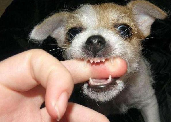 狗狗爱咬人该怎么办,狗狗开口咬人怎么训练不咬人