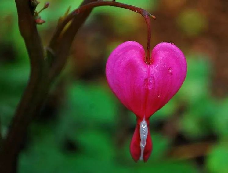 这把伞诗歌:《四月童话》