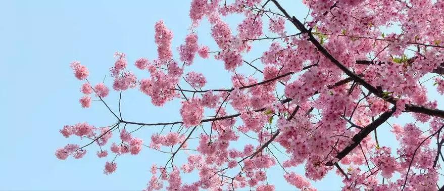 西安市青龙寺赏樱,西安赏樱花攻略