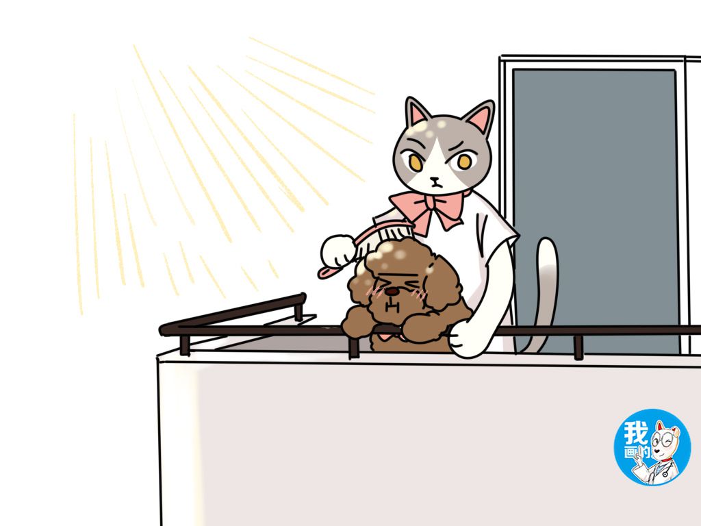 泰迪鼻子上毛掉色是怎么回事,泰迪褪色是什么原因