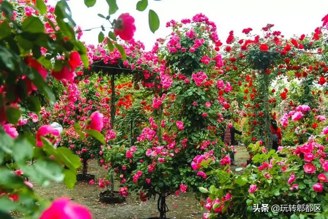 郫都区最美的花海,成都郫都花乡玫瑰开放了吗
