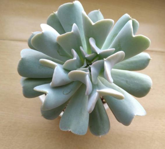 特玉莲多肉容易徒长吗,多肉植物特玉莲怎么养