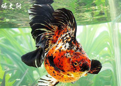 鎏金金鱼能和龙睛一起养吗,鎏金鱼和锦鲤还有龙睛能一起养吗