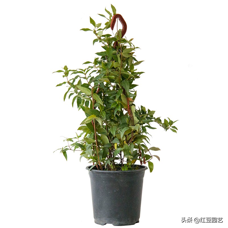 法国香水茉莉是法国的吗,法国香水茉莉开花什么味道