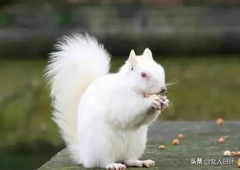 致命的60种动物,这100种动物你都认识吗