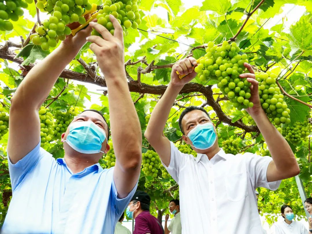文旅资讯站|慈溪市第十六届葡萄节暨灾后复产现场会顺利举行