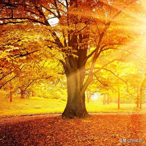 特级教师的10条建议,特级教师给老师们的8条建议