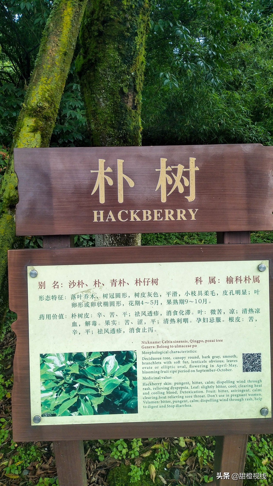 洪雅七里坪温泉小镇,洪雅县七里坪度假区管委会