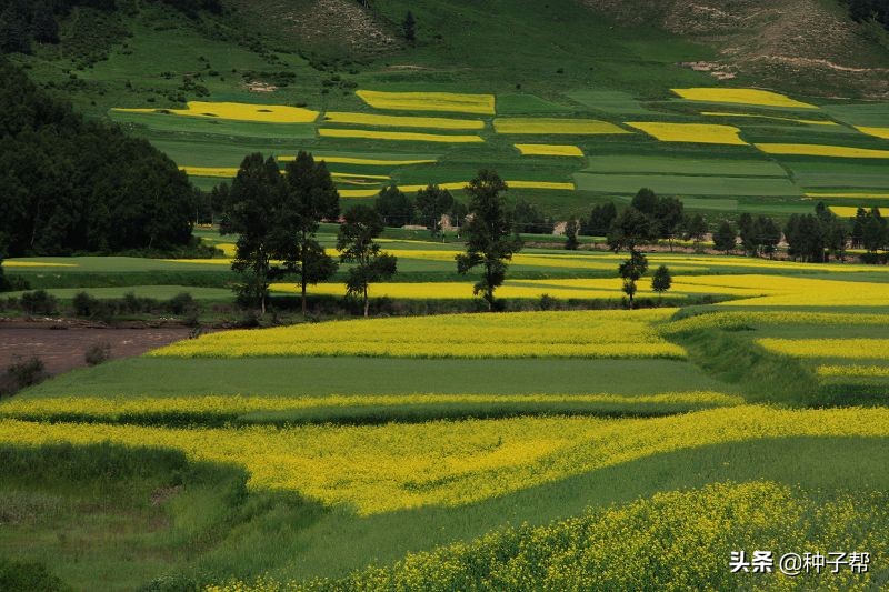 油菜花漂亮的地方,油菜花风景去哪看