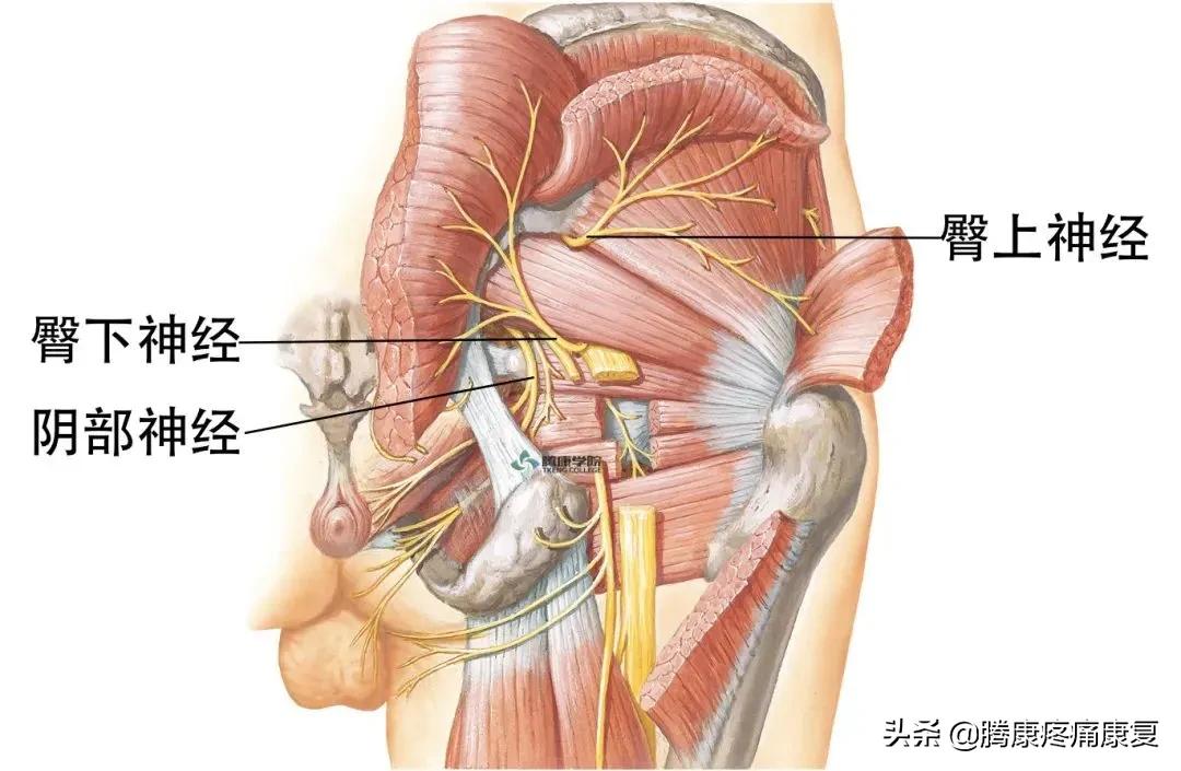 最全！脊神经系统汇总