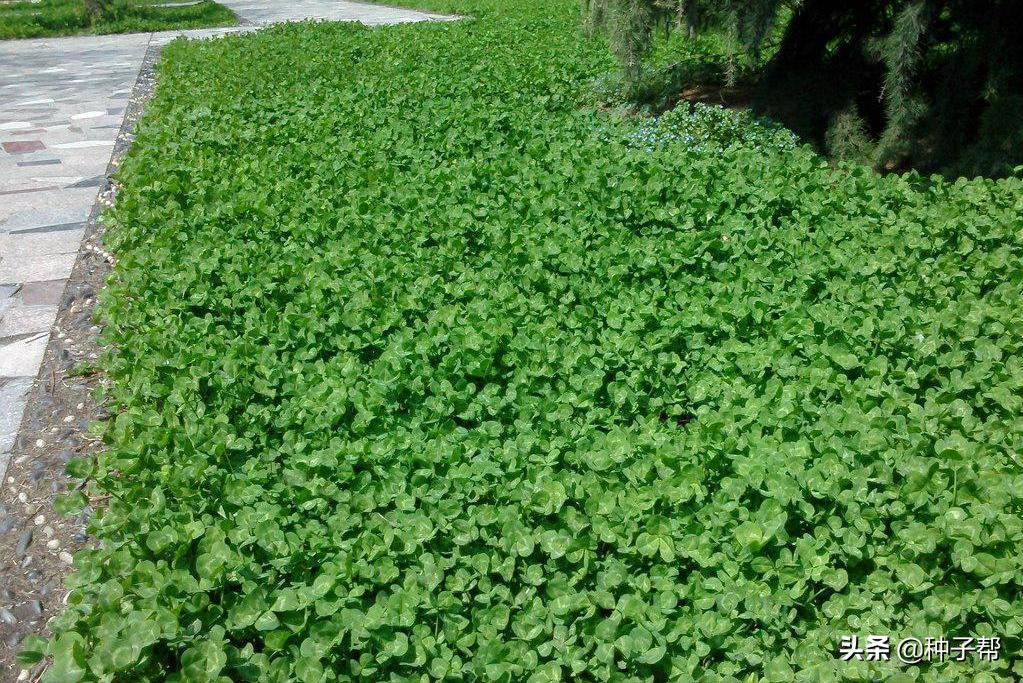 白三叶护坡草坪,护坡草坪哪种好