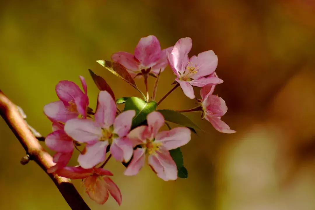 东营微文化张乐民,东营微文化