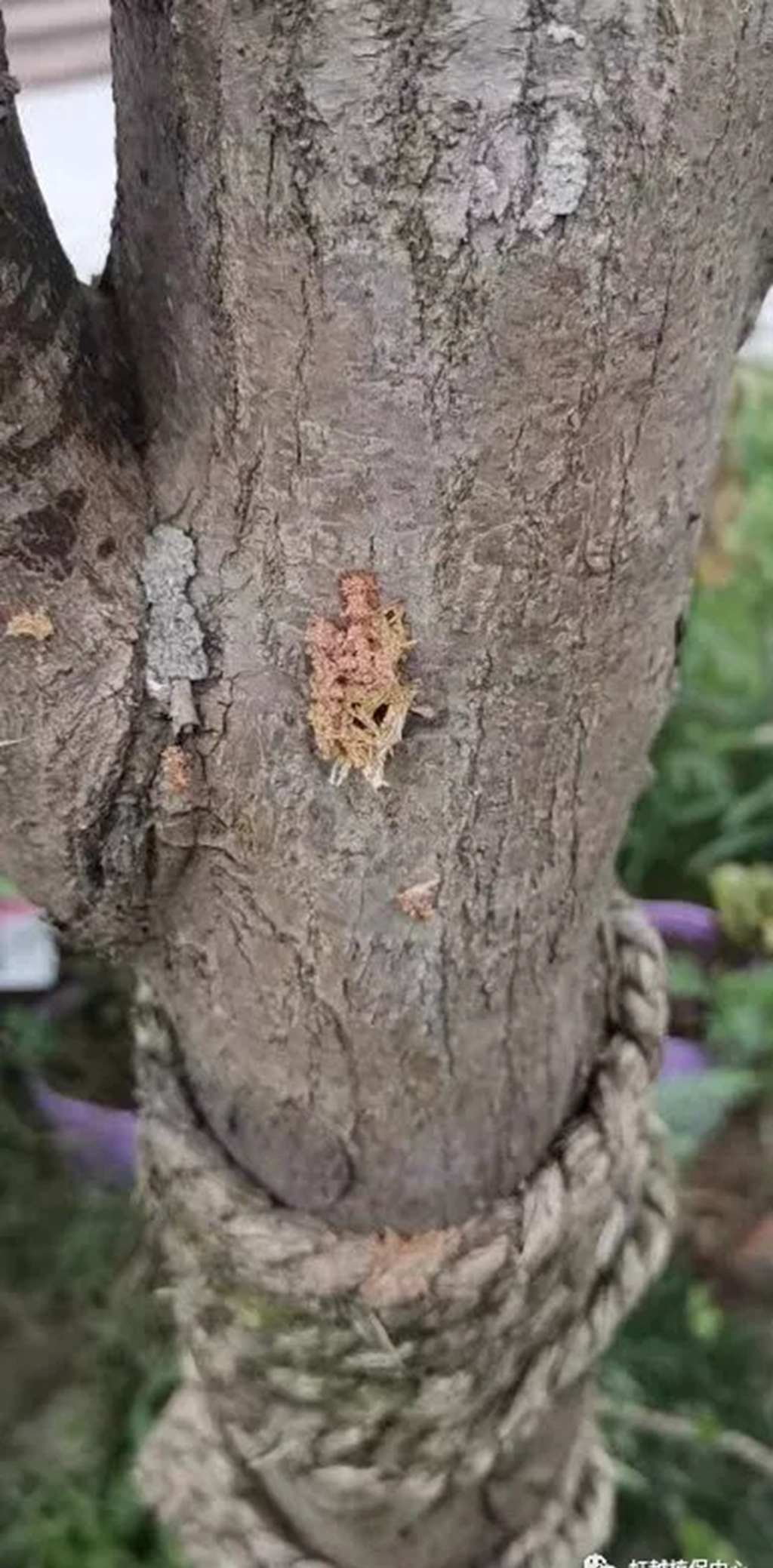 红枫树枝烂个洞怎么处理,红枫树里面的虫子怎么治