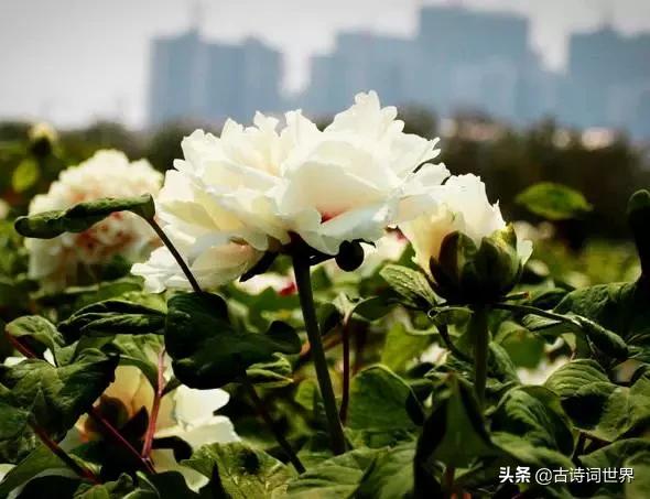 古诗中赞美牡丹的诗句有哪些,我见过雍容华丽的牡丹阅读答案