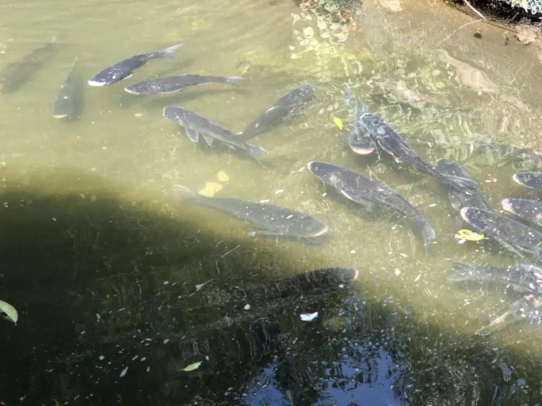 衢州周末吃喝玩乐推荐,衢州当地美食去哪里吃