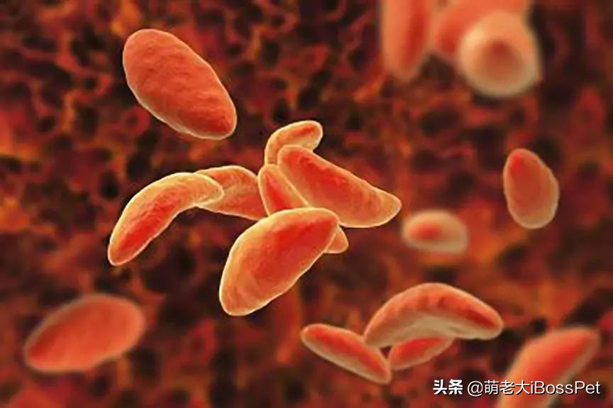 猫咪身上会有弓形虫吗,猫咪身上有没有弓形虫