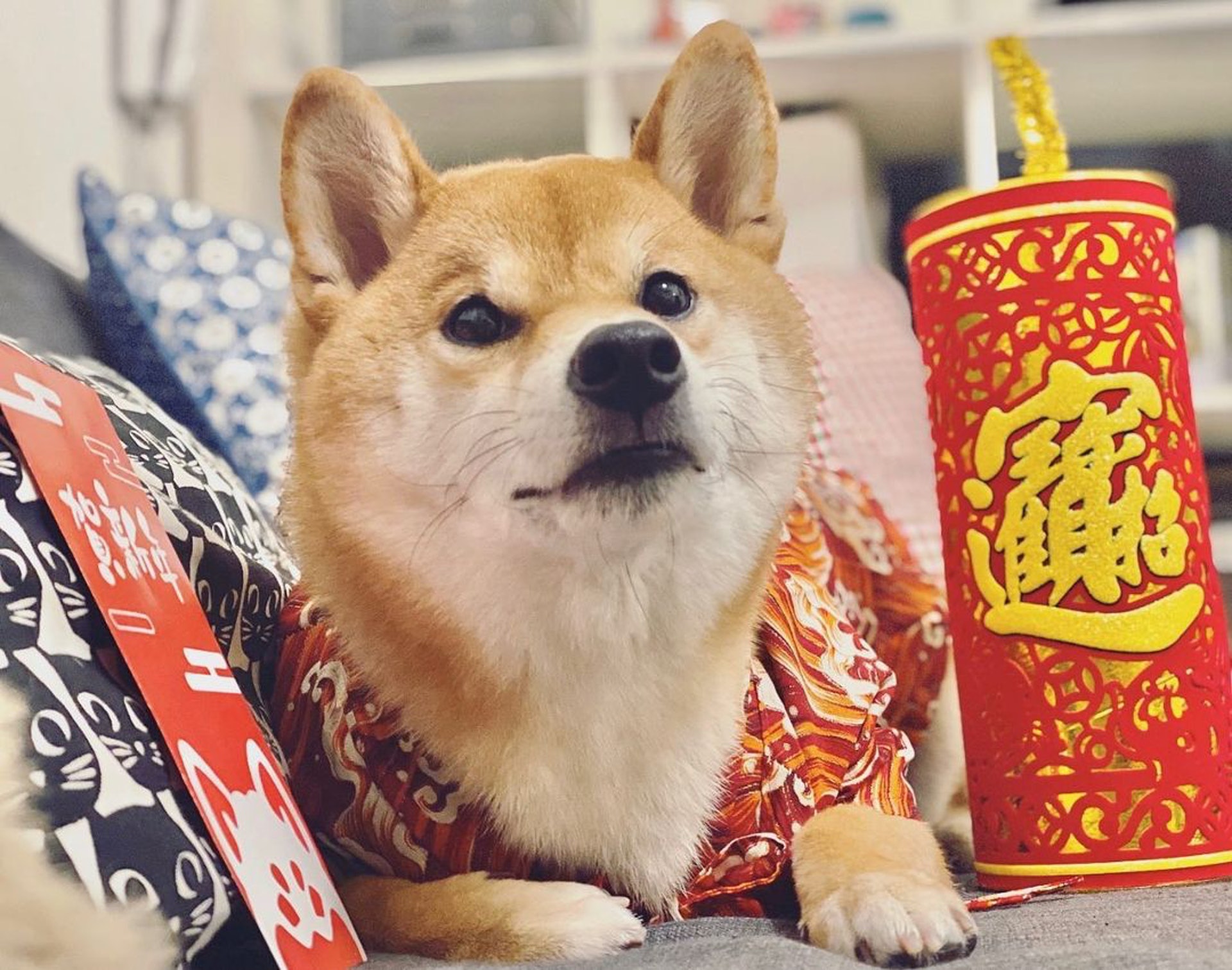 胆小柴犬遇神秘东西秒被吓跑　吓到脸歪、弹起反应笑翻网民