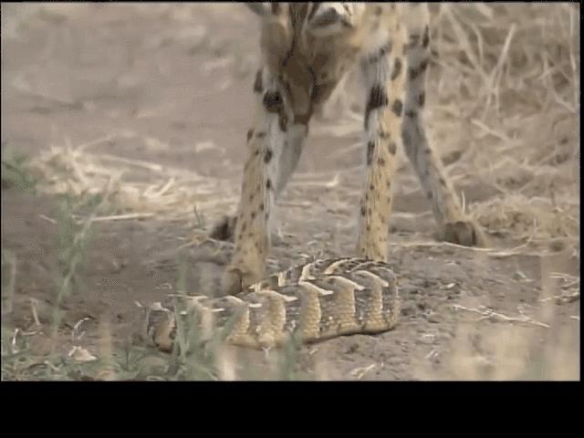 要不是因为强大的繁殖和适应能力,也许它会被天敌吃成濒危动物