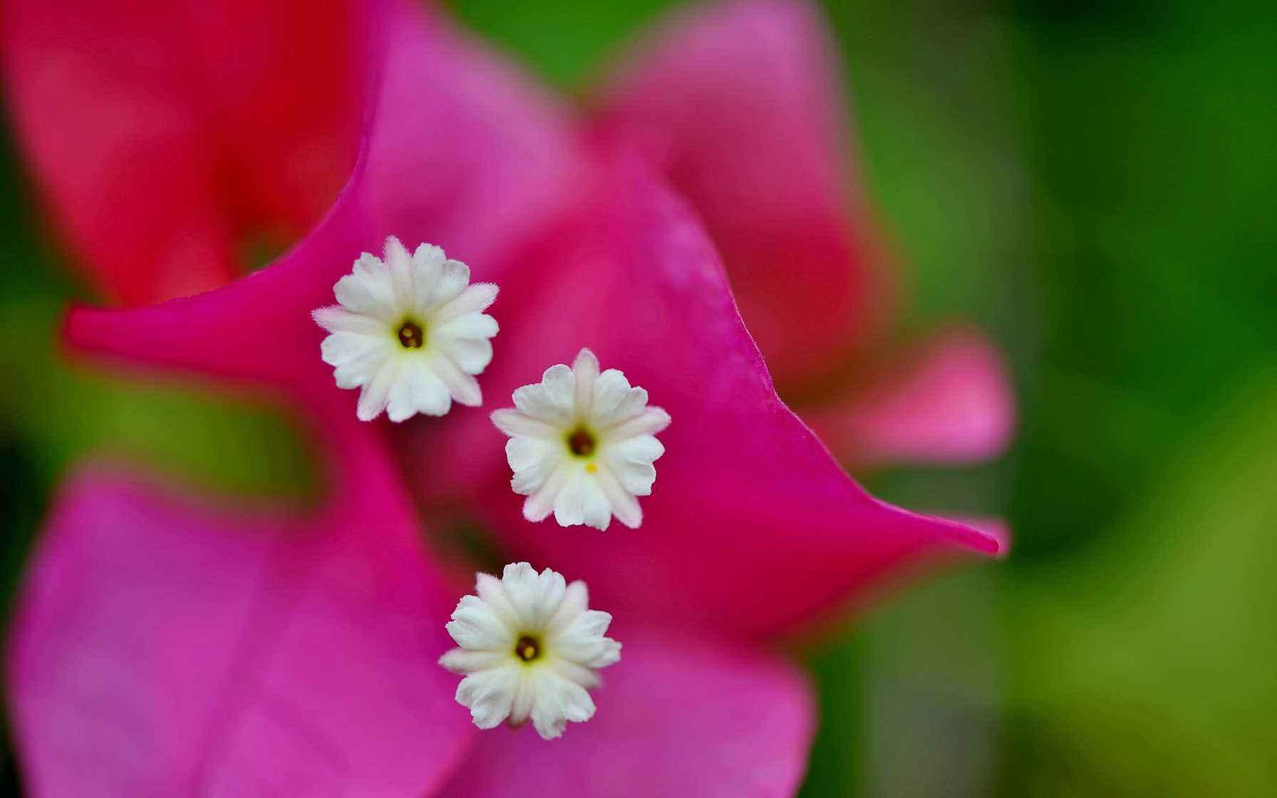 冻伤的三角梅还能施肥吗,三角梅花叶都冻伤了怎么办