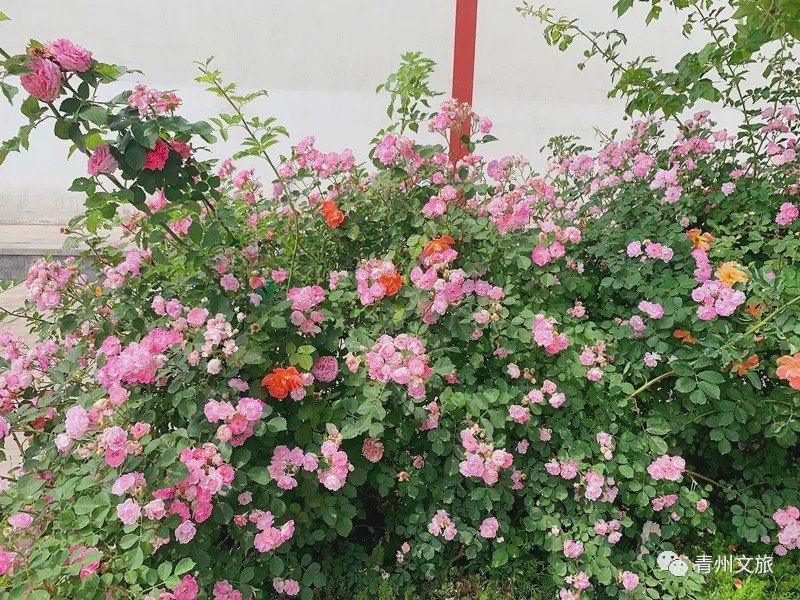 花满青州——初夏清浅微风起，蔷薇月季满城香