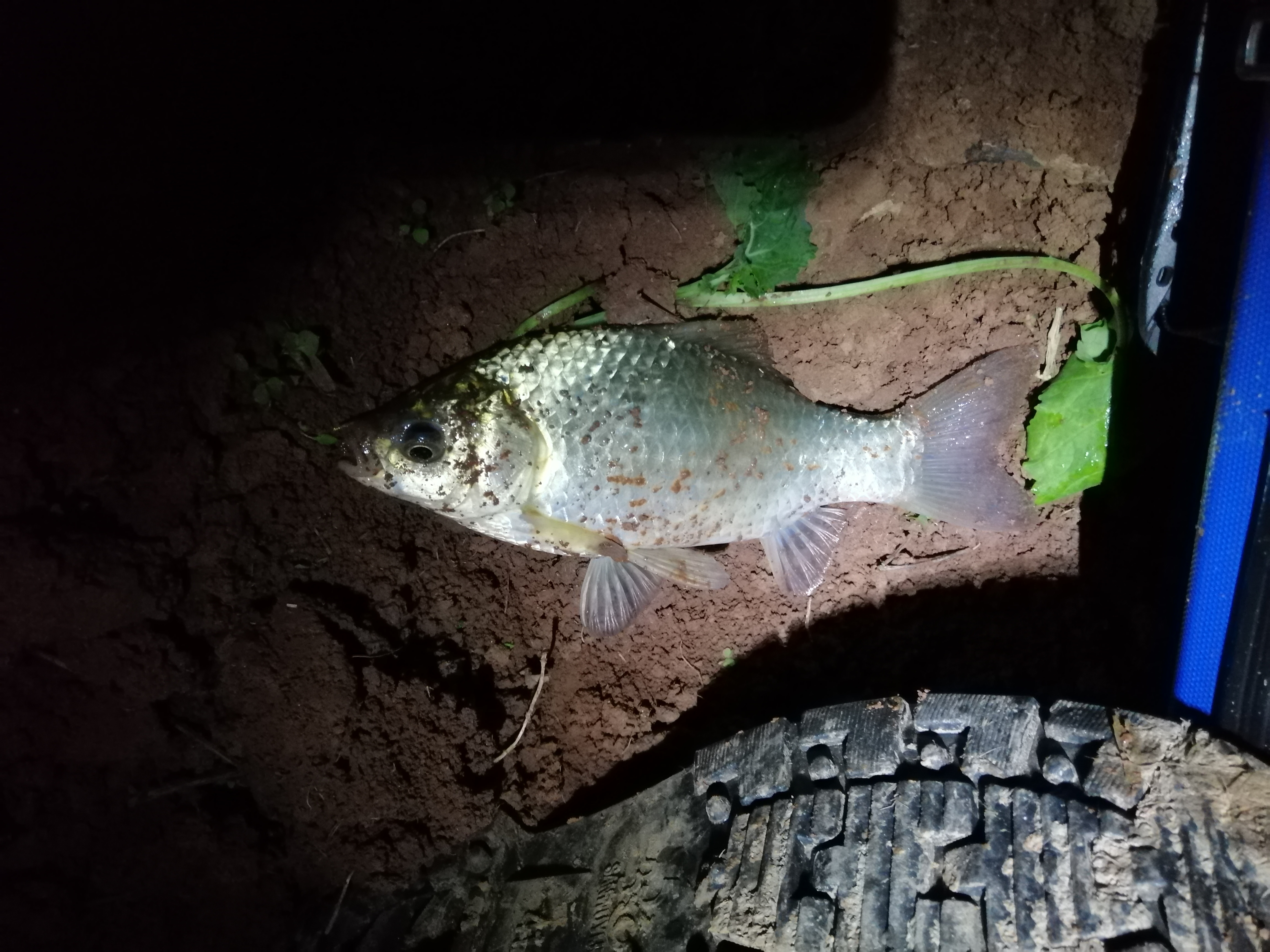 冬季小河沟野钓冰钓,春季小河钓鱼线组搭配