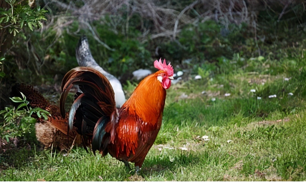 蛋鸡产蛋率上不去如何挑鸡,鸡100天产蛋