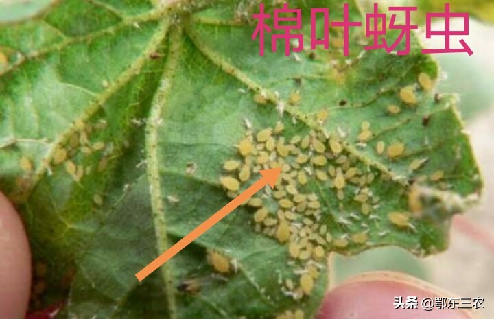 蚜虫用什么药效果最好,杀灭蚜虫哪种药剂最好