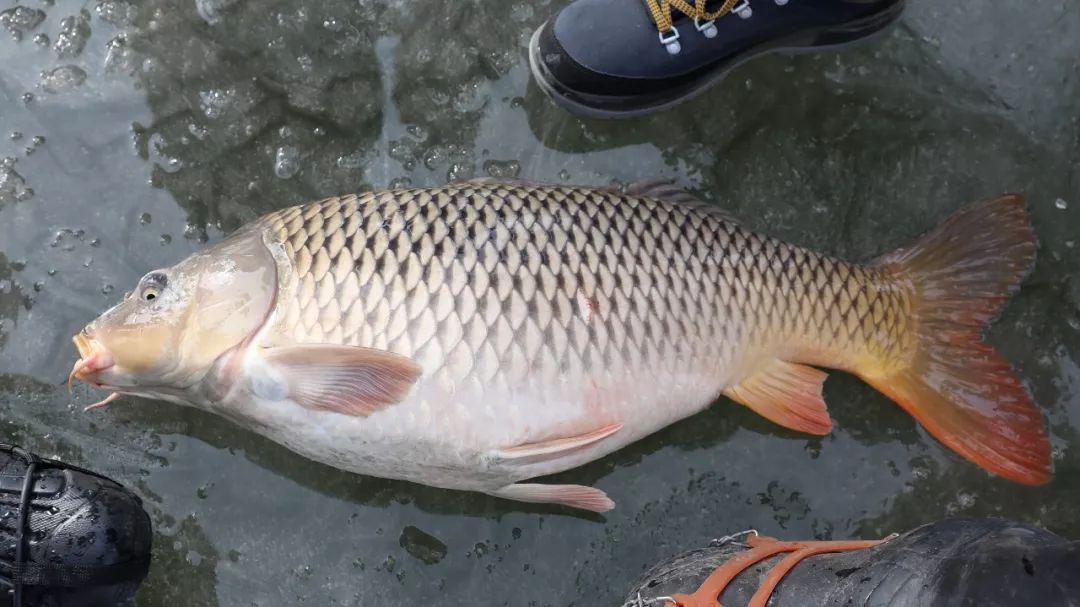 上州屋2019迎新春小西湖冰钓比赛圆满结束