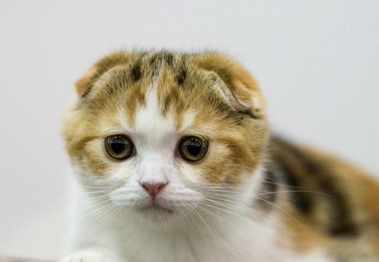 折耳猫发病治疗方法,折耳猫遗传病的详细介绍