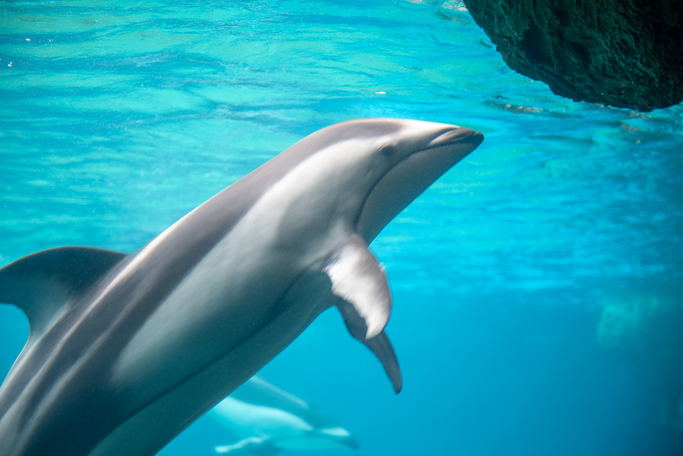 珠海长隆龙秀适合小朋友看吗,珠海长隆海洋王国值得打卡的地方