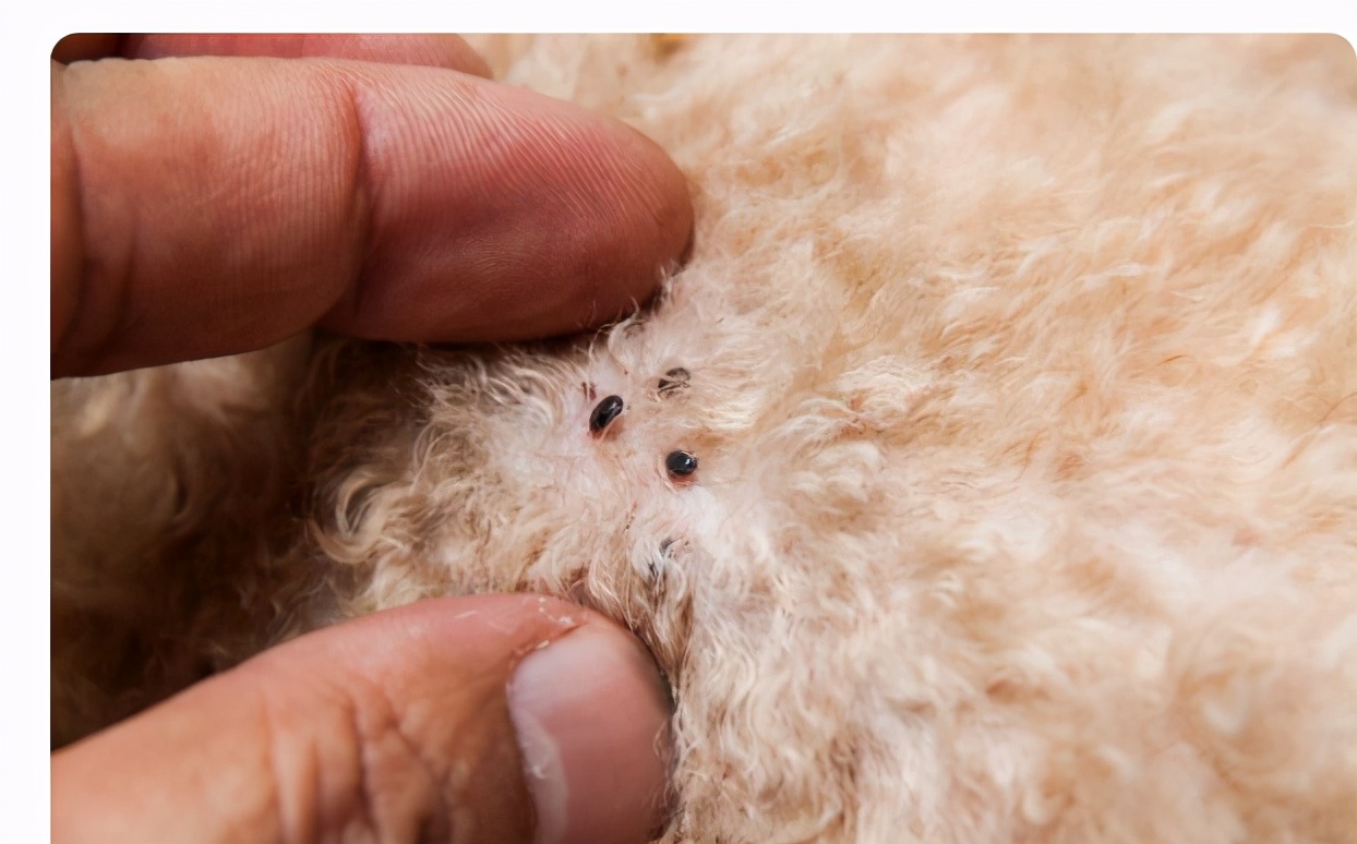 怎样去跳蚤最有效的偏方,秘方驱跳蚤