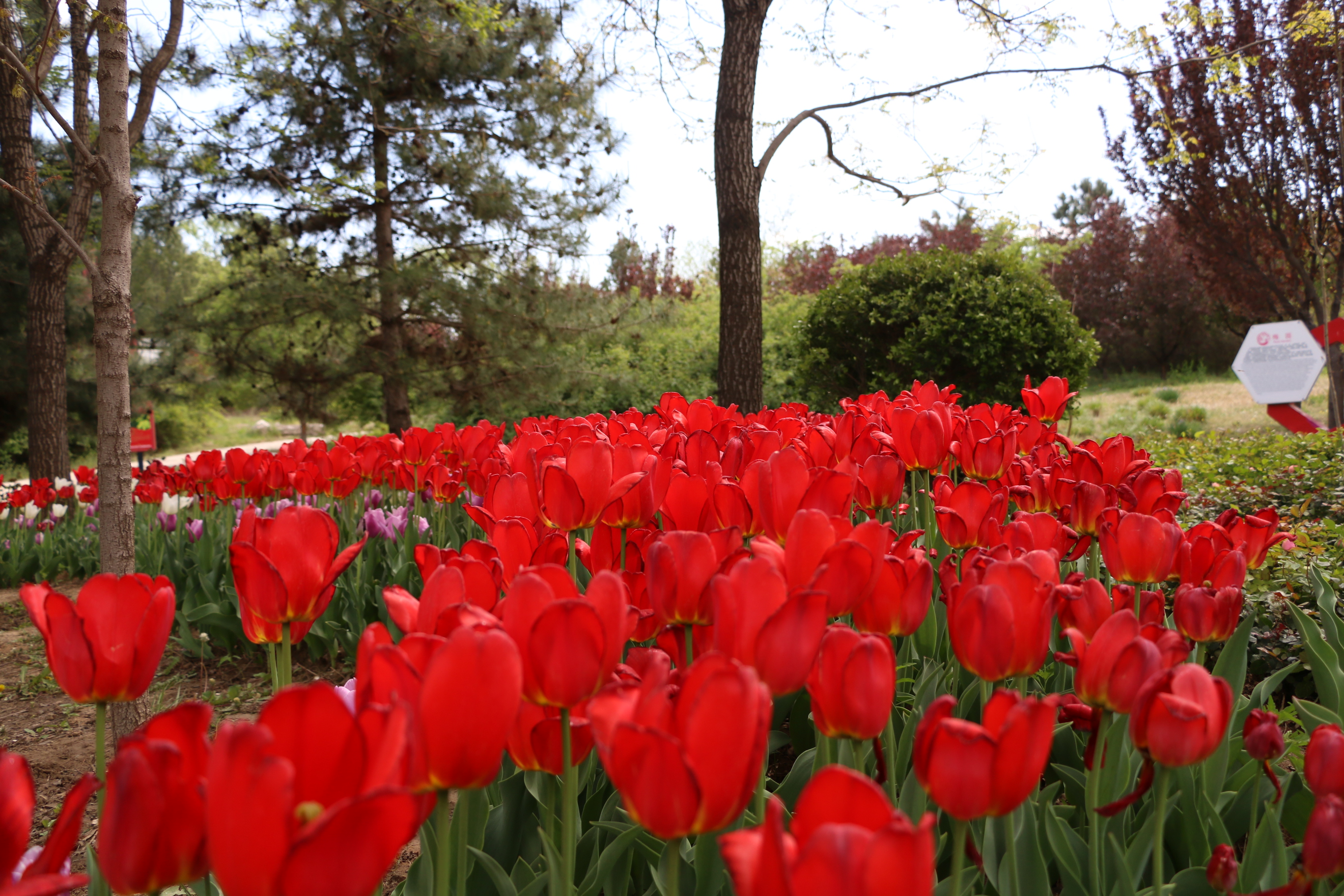 游北京国际鲜花港体会,游北京国际鲜花港需要多长时间