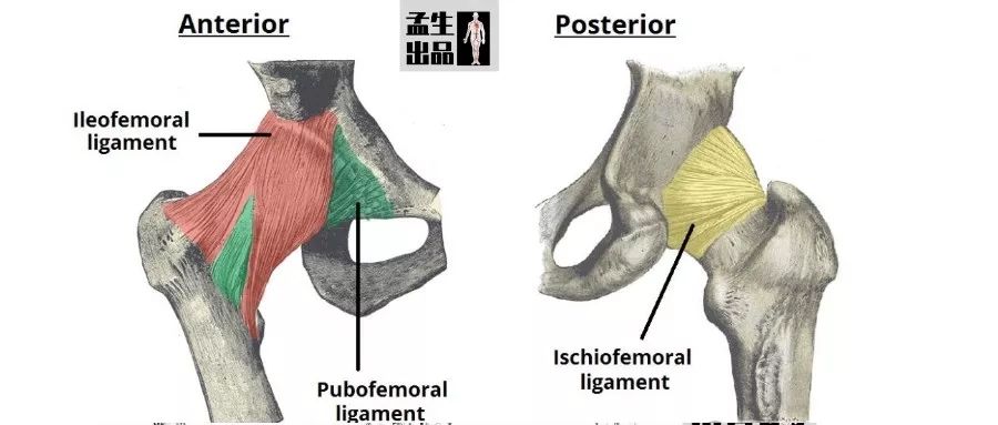 盂与臼——关节盂与关节臼的汉字渊源