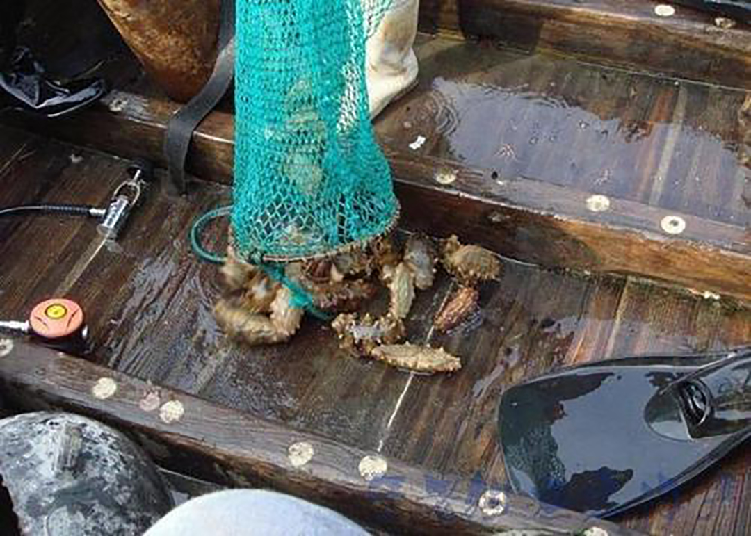 海参泡发后一直在水里泡着吗,为什么海参泡出来没有刺