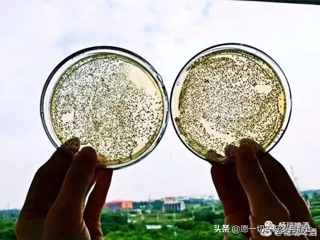 原浆啤酒和普通啤酒区别在哪,啤酒原浆跟普通的啤酒有什么区别