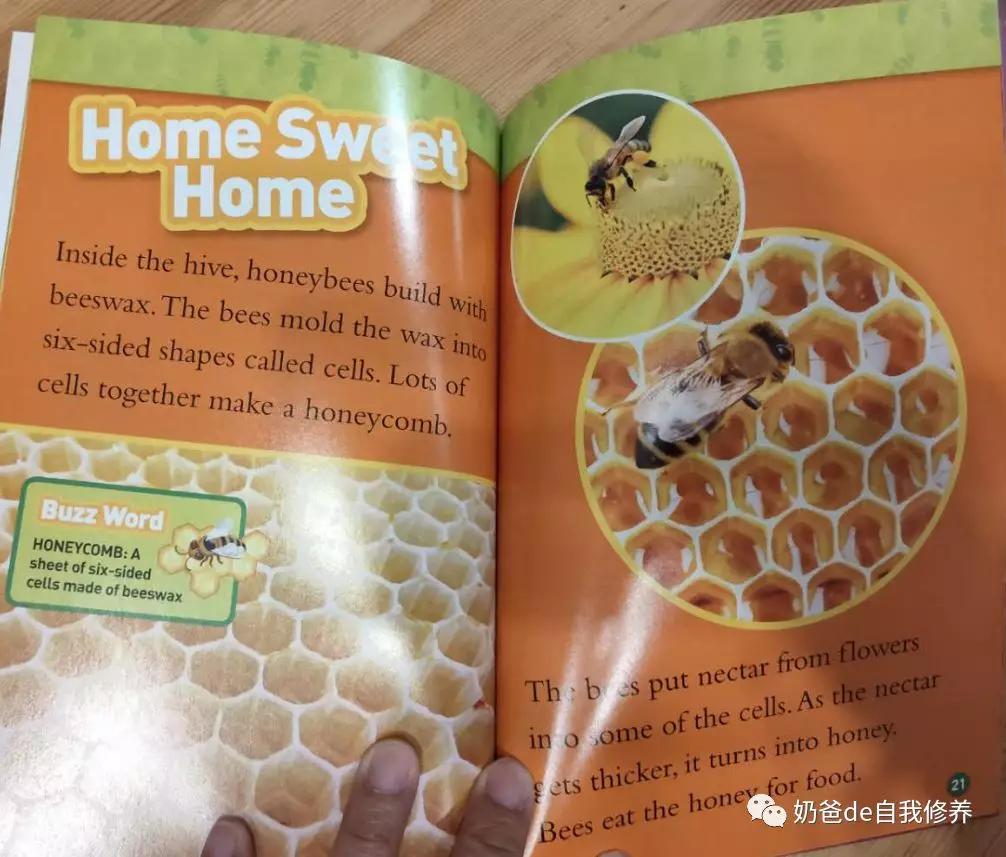 关于动物有趣的书小学生,关于动物好看的书有哪些